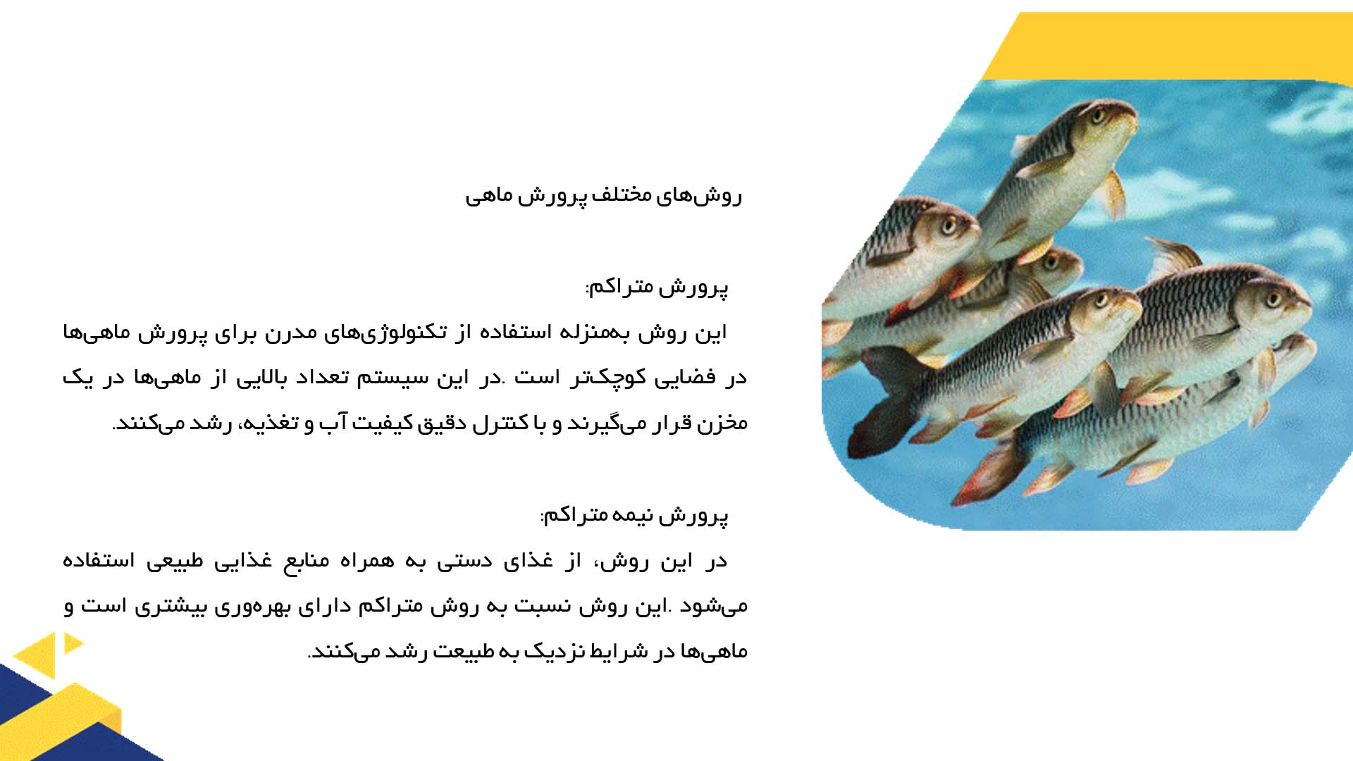 پاورپوینت در مورد بررسی روش‌های مختلف پرورش ماهی